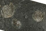 Fossil Ammonite Cluster - Posidonia Shale, Germany #350873-1